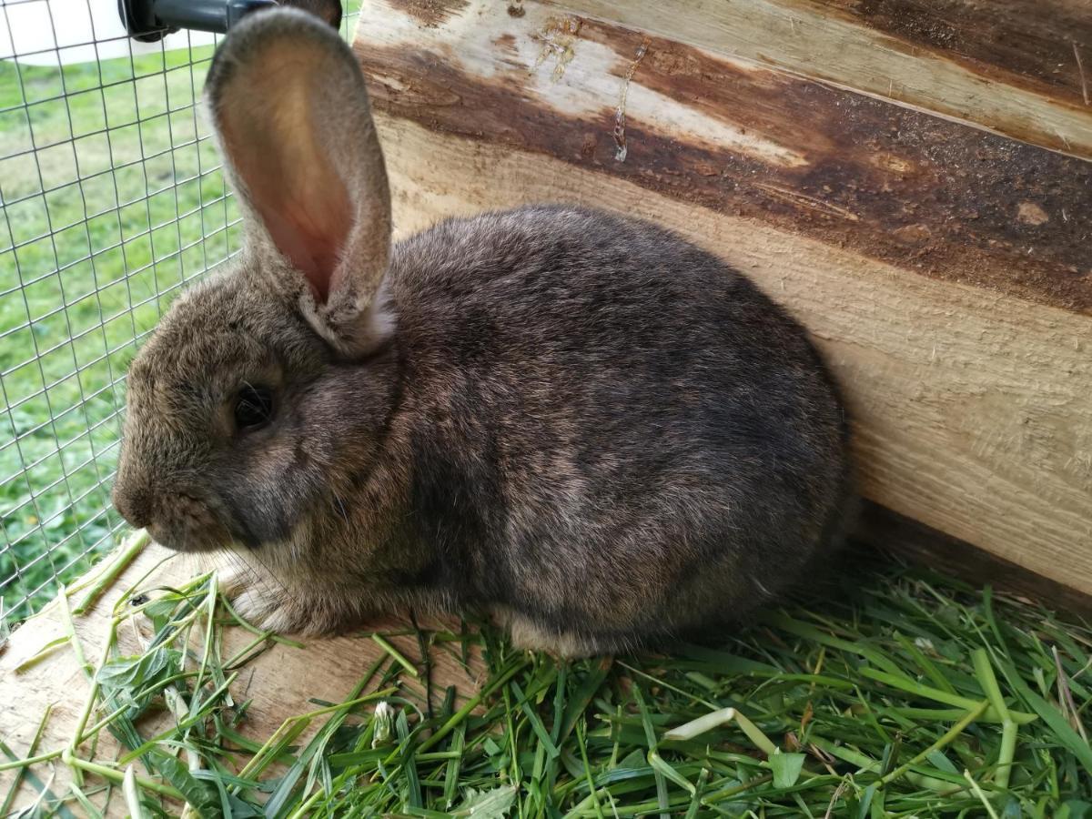 Pokoje Goscinne Pod Limbami Ciche Małe 외부 사진